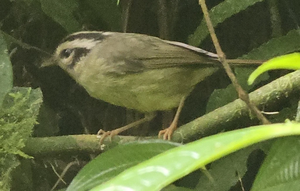 黑耳王森莺（Basileuterus melanotis）