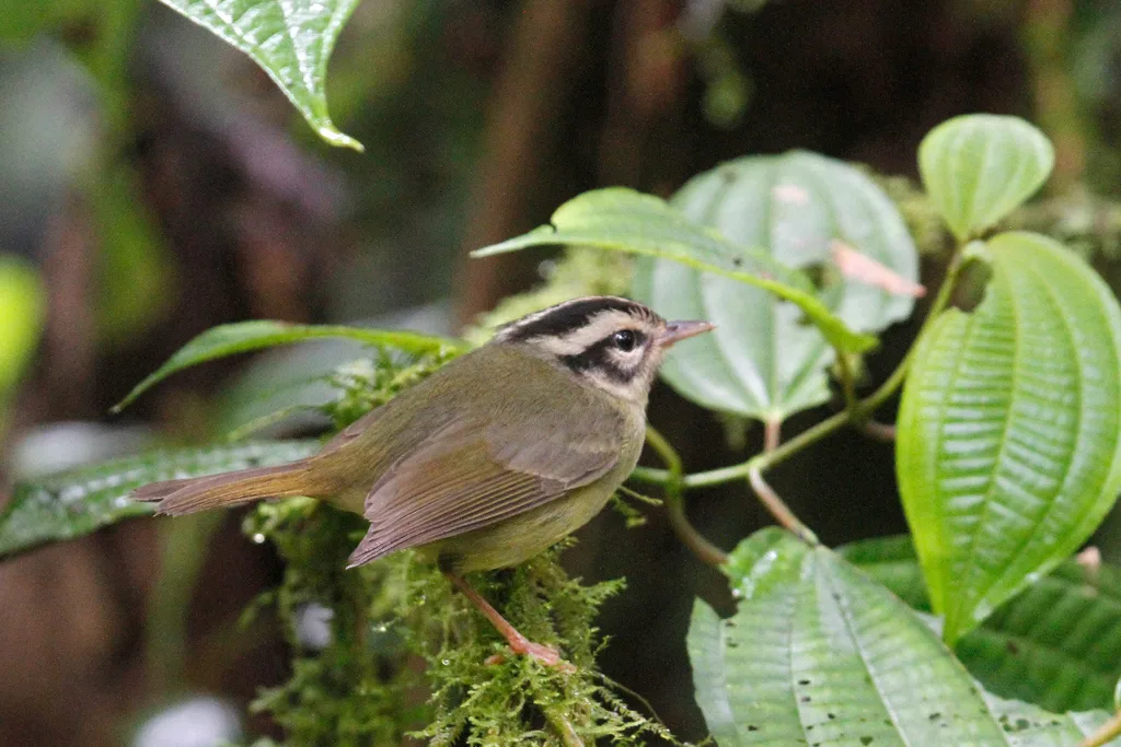 黑耳王森莺（Basileuterus melanotis）