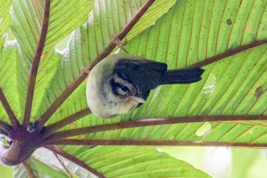 黑耳王森莺（Basileuterus melanotis）