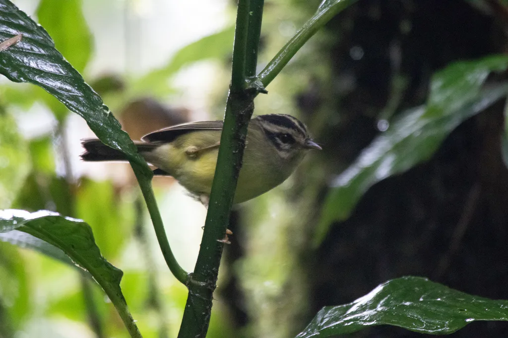 黑耳王森莺（Basileuterus melanotis）