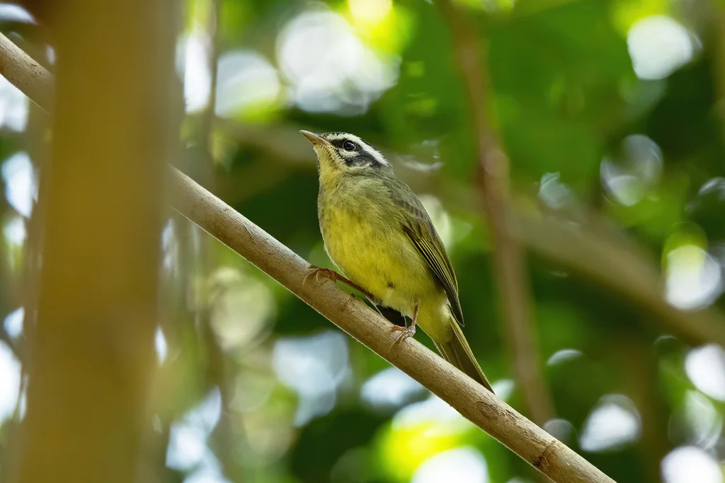 云盖王森莺(Basileuterus punctipectus)