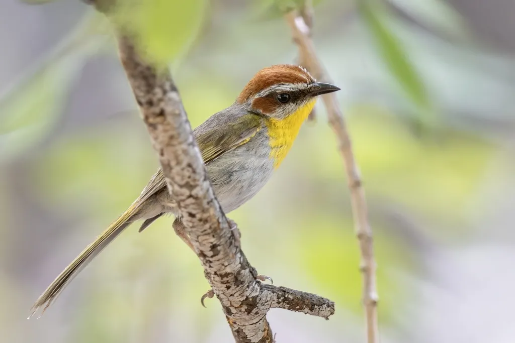 棕顶王森莺(Basileuterus rufifrons)
