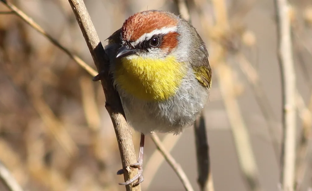 棕顶王森莺(Basileuterus rufifrons)