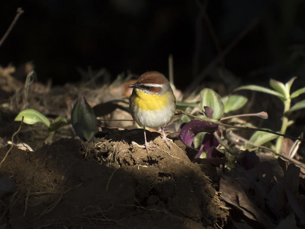 棕顶王森莺(Basileuterus rufifrons)