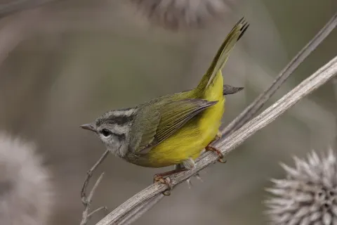 三斑王森莺