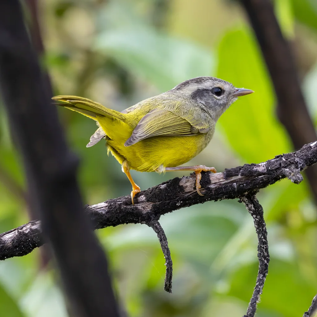 三斑王森莺(Basileuterus trifasciatus)