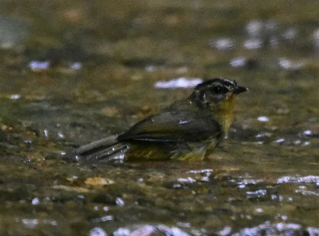 三纹王森莺(Basileuterus tristriatus)