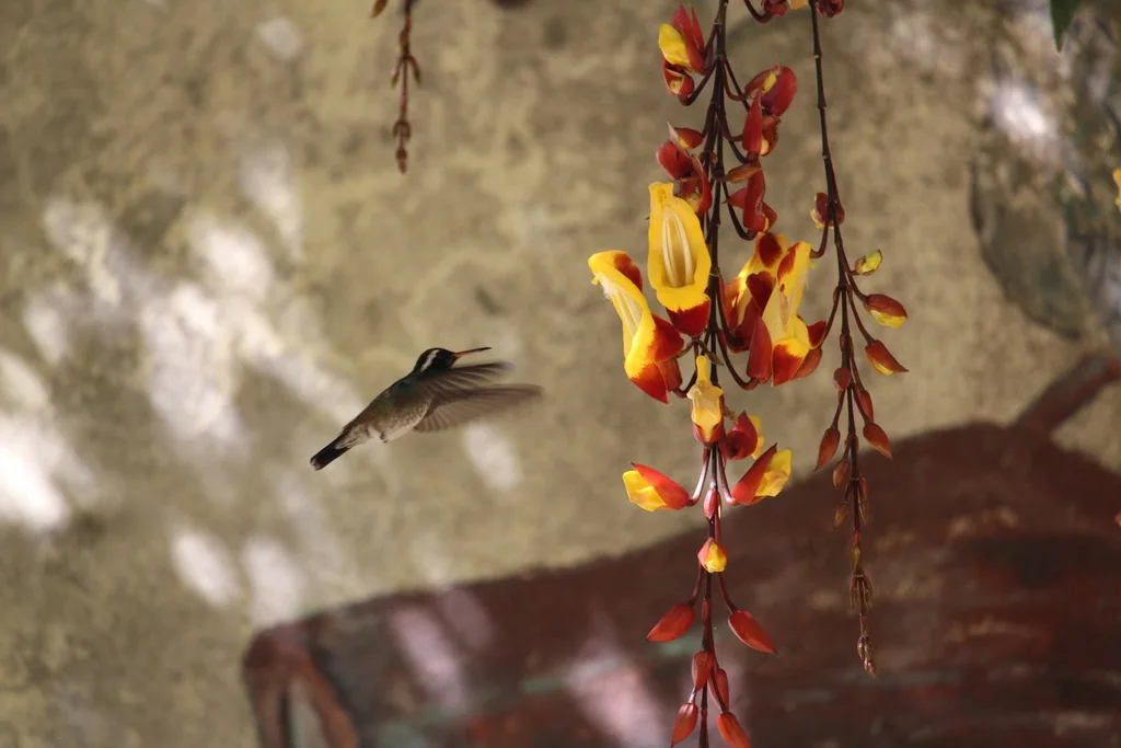 白耳蜂鸟(Basilinna leucotis)