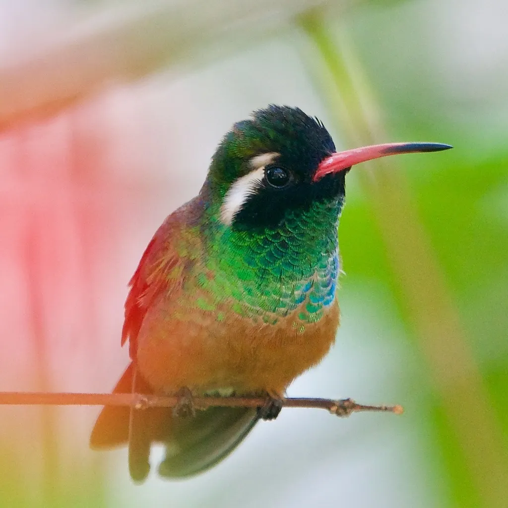 赞氏蜂鸟（Basilinna xantusii）