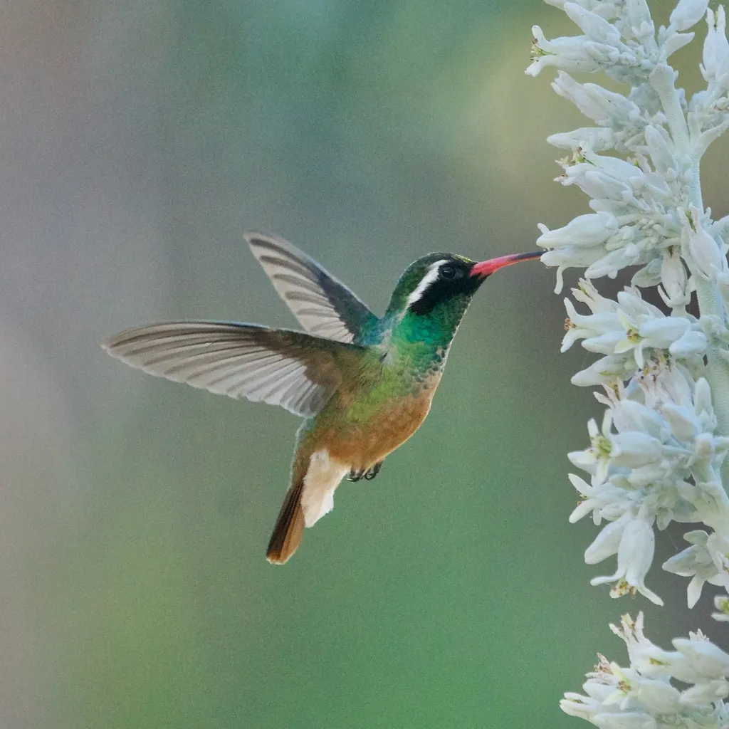 赞氏蜂鸟（Basilinna xantusii）