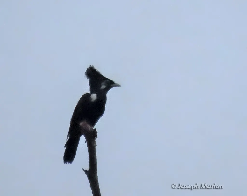 长冠王椋鸟(Basilornis corythaix)