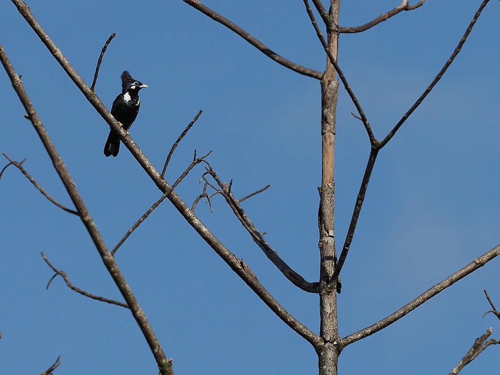 长冠王椋鸟(Basilornis corythaix)