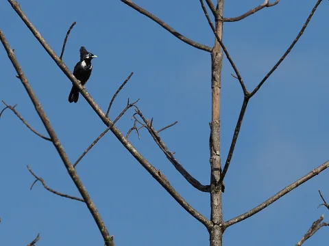 长冠王椋鸟
