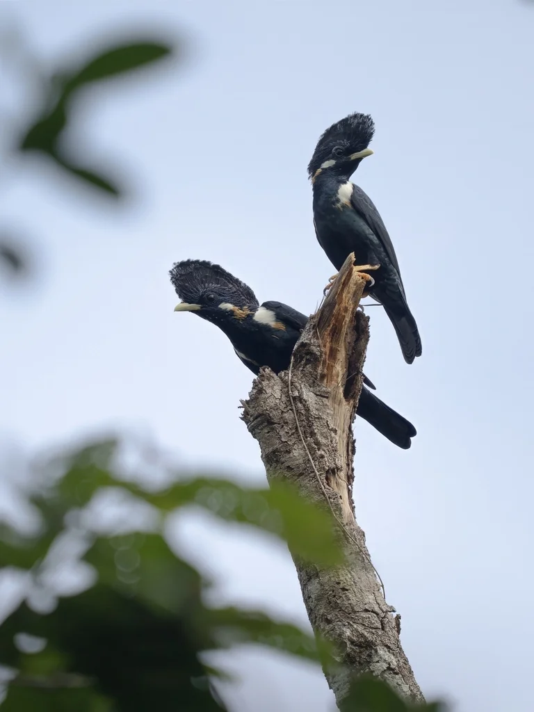 大王椋鸟(Basilornis galeatus)