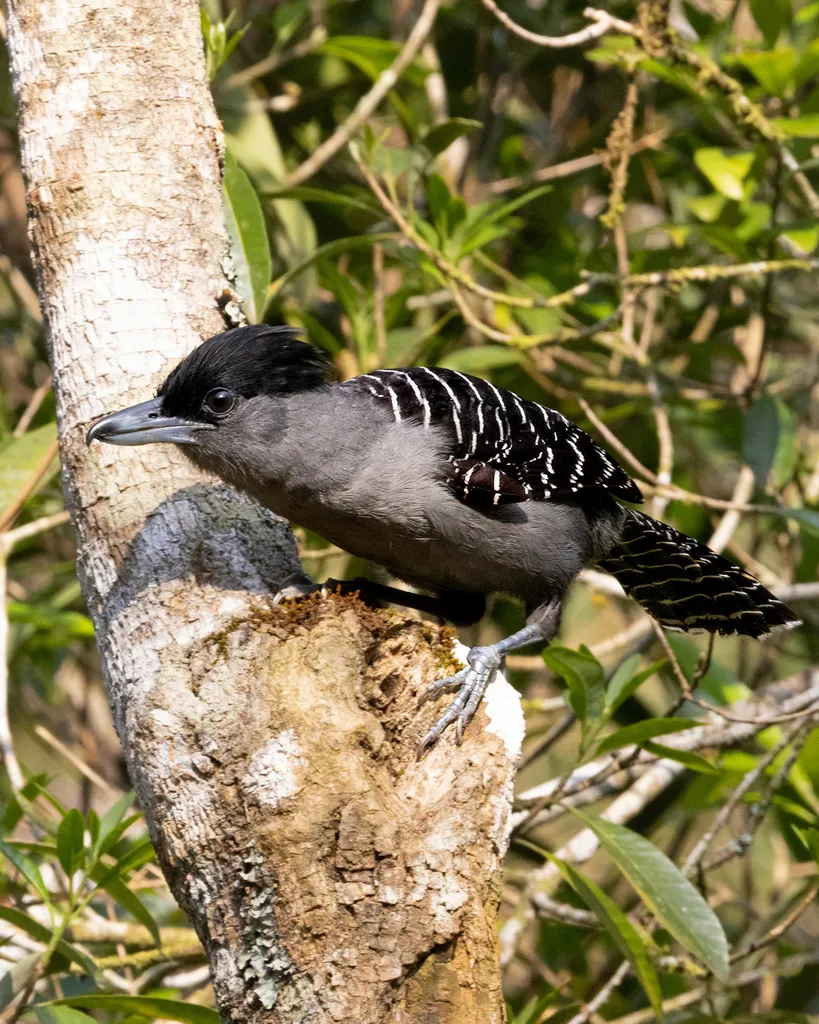 巨蚁鵙(Batara cinerea)