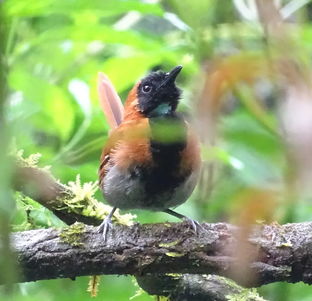 黑脸棕莺(Bathmocercus rufus)