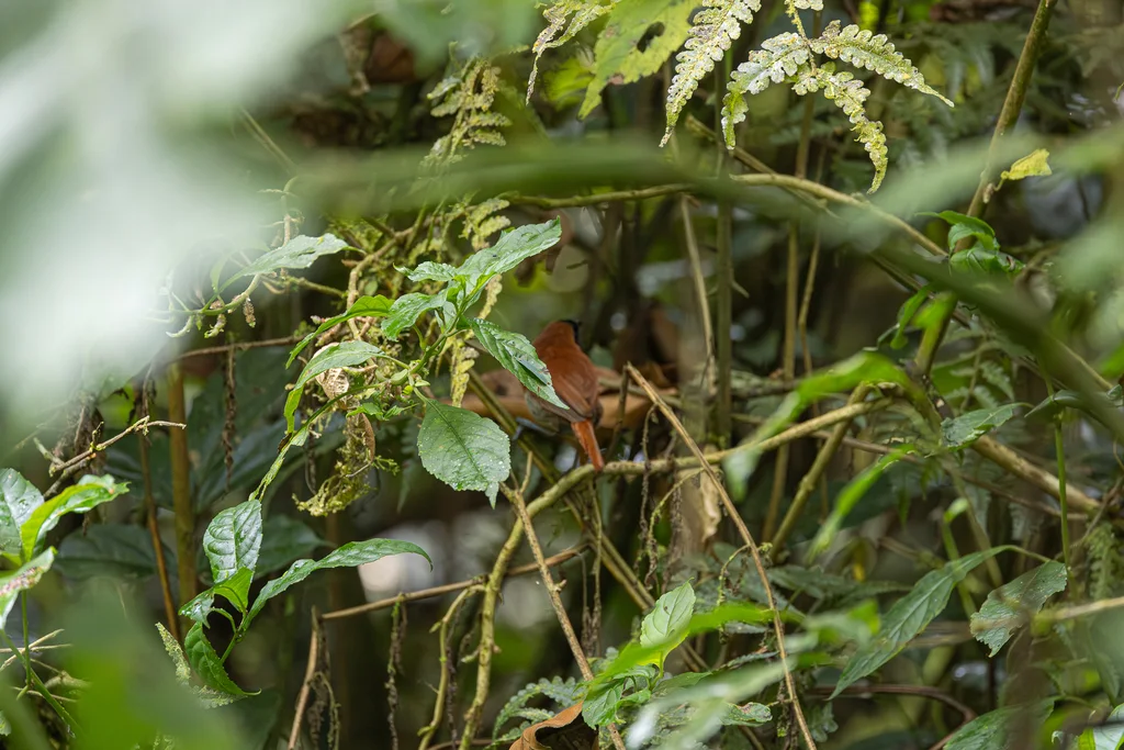黑脸棕莺(Bathmocercus rufus)