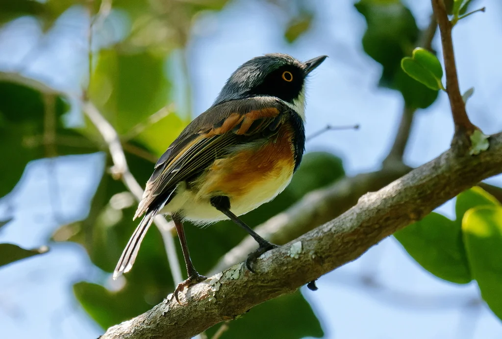 海角蓬背鹟(Batis capensis)