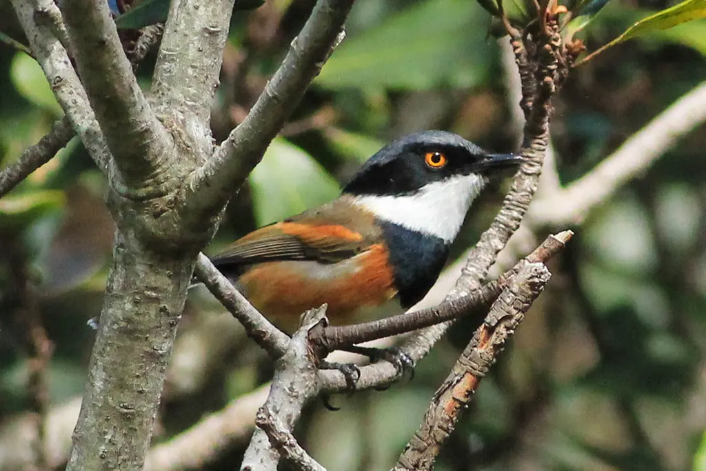海角蓬背鹟(Batis capensis)