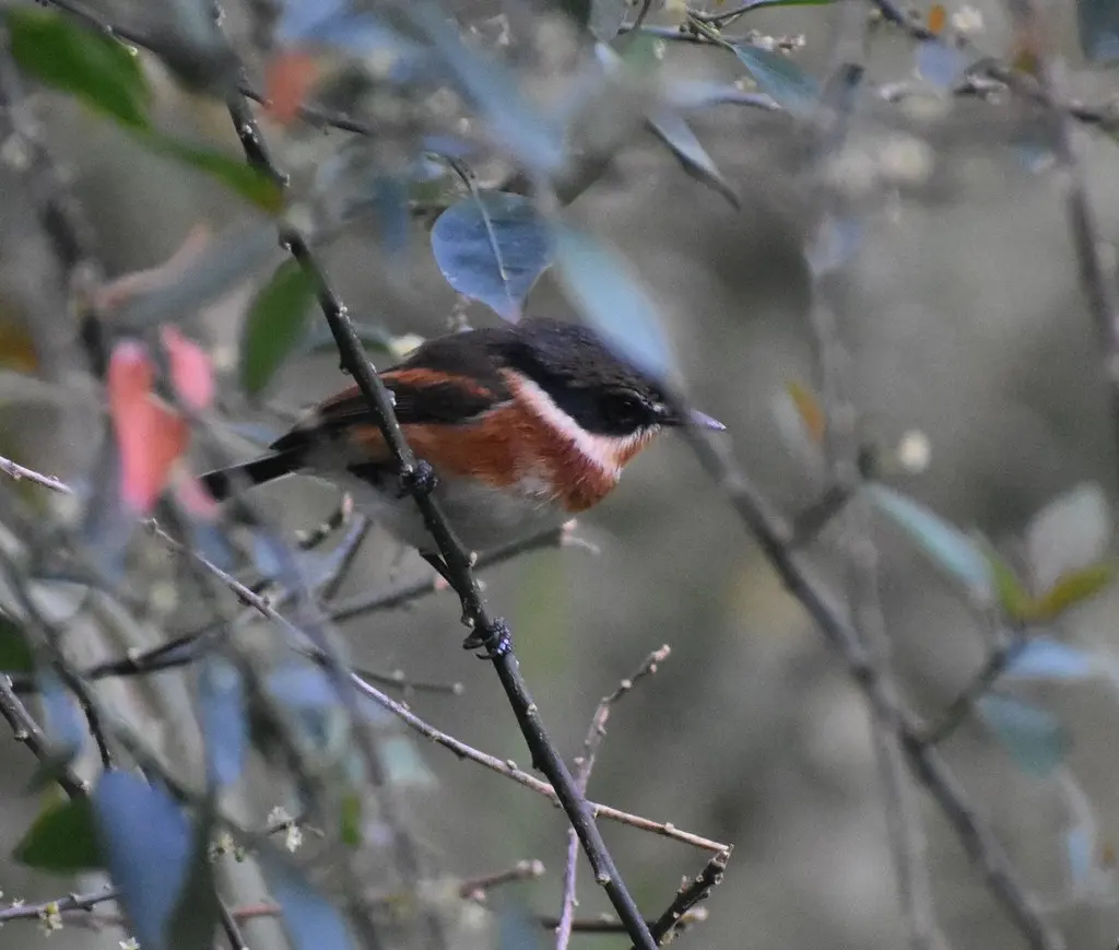 海角蓬背鹟(Batis capensis)