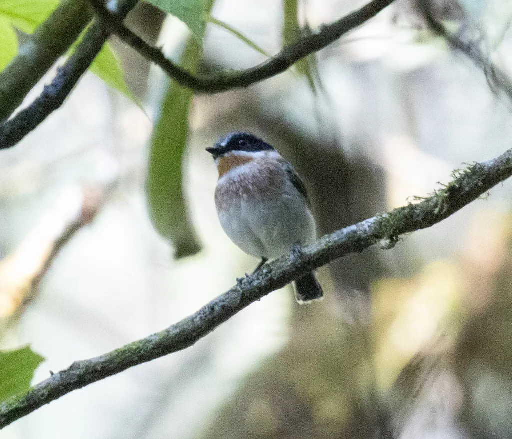 褐翅蓬背鹟(Batis crypta)