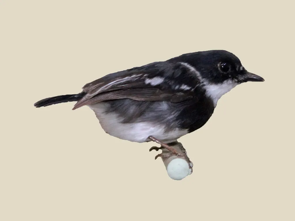 鲁文蓬背鹟(Batis diops)
