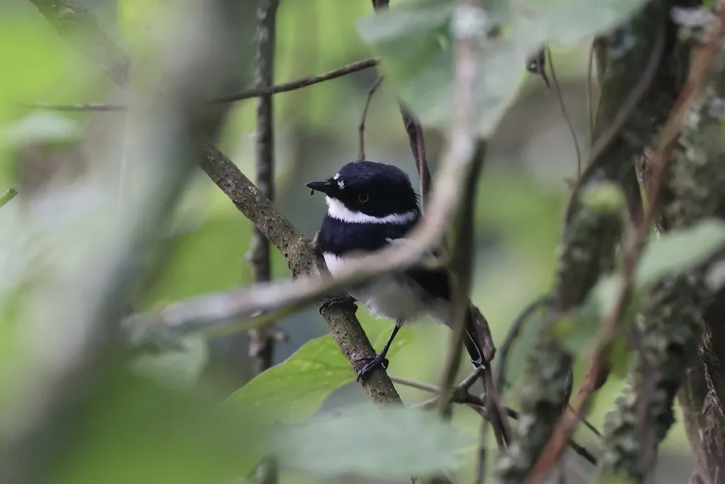 鲁文蓬背鹟(Batis diops)