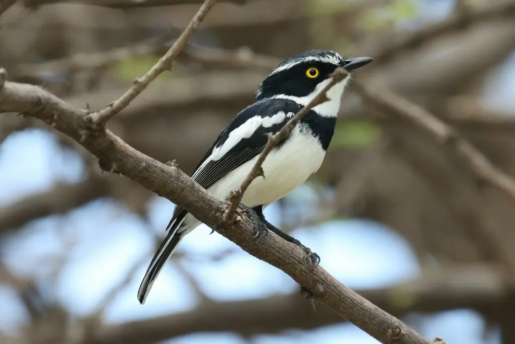 西黑头蓬背鹟(Batis erlangeri)