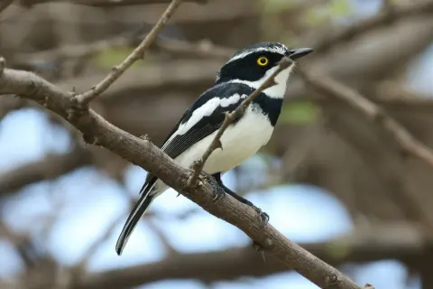 西黑头蓬背鹟