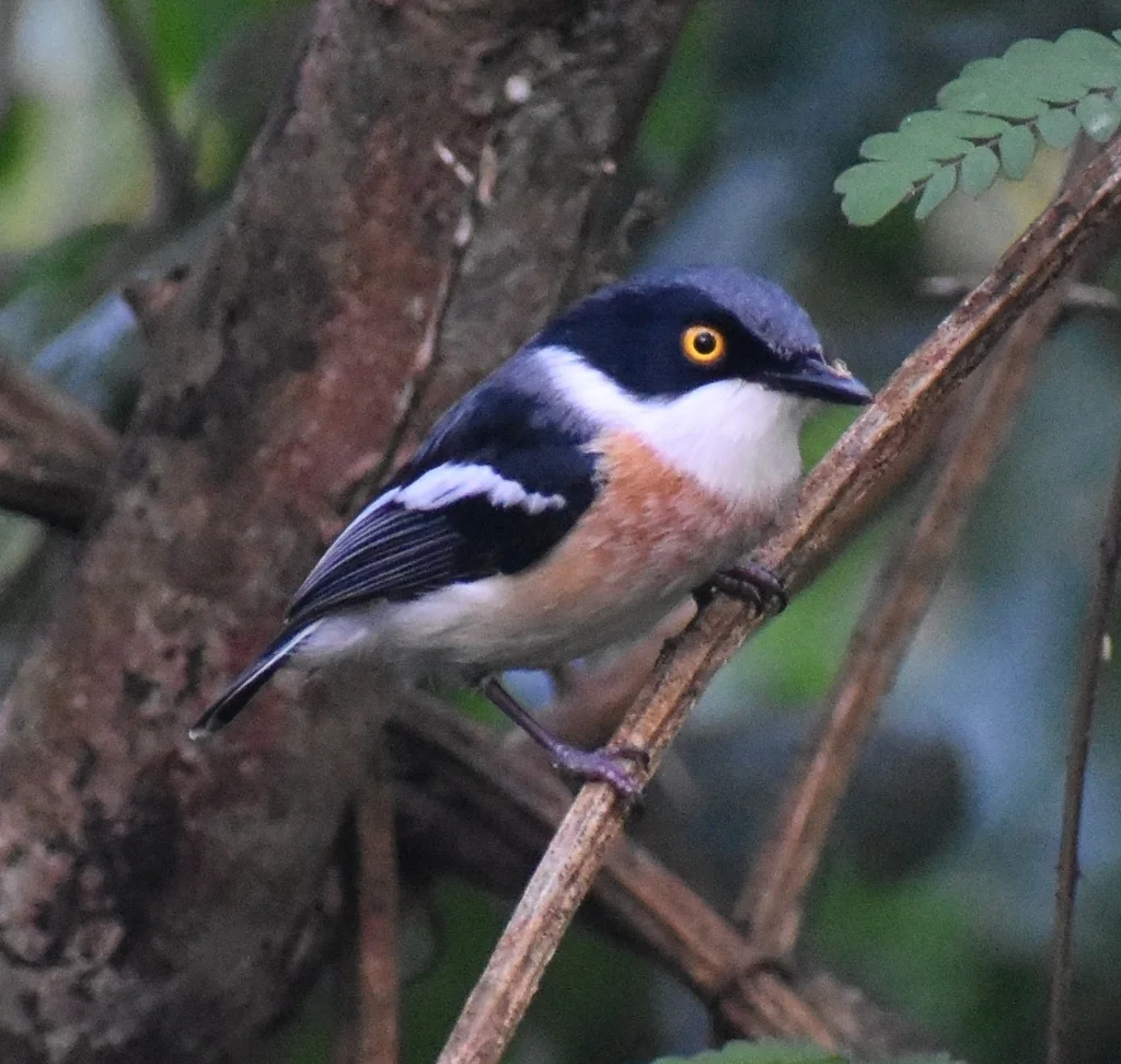 祖鲁蓬背鹟(Batis fratrum)