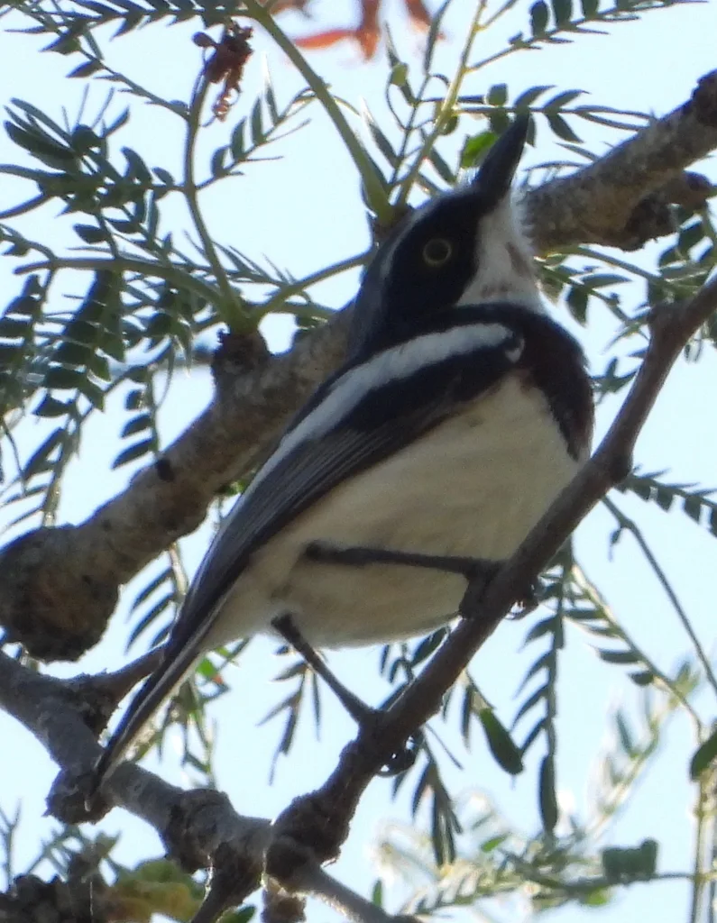 点颏蓬背鹟(Batis molitor)