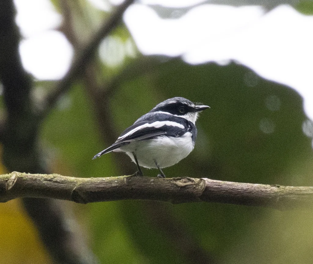 点颏蓬背鹟(Batis molitor)
