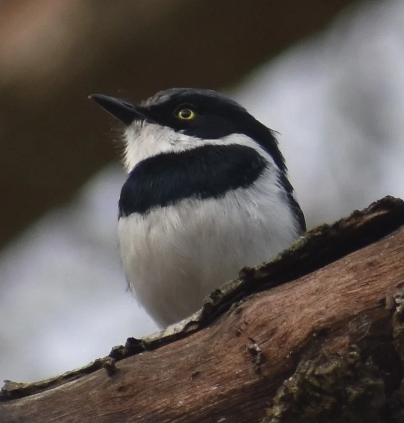 点颏蓬背鹟(Batis molitor)