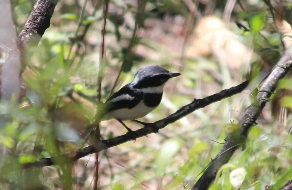 点颏蓬背鹟(Batis molitor)