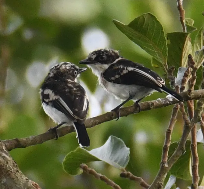 劳氏蓬背鹟(Batis occulta)