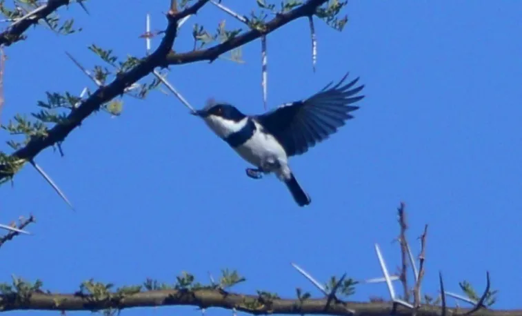 侏蓬背鹟(Batis perkeo)