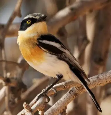 南非蓬背鹟(Batis pririt)
