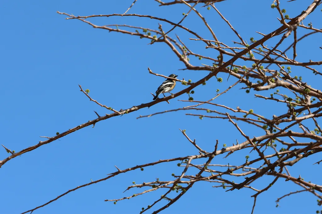 南非蓬背鹟(Batis pririt)