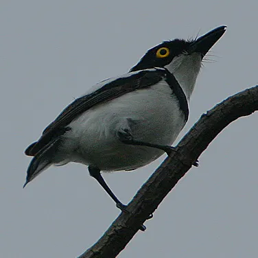 塞内蓬背鹟(Batis senegalensis)