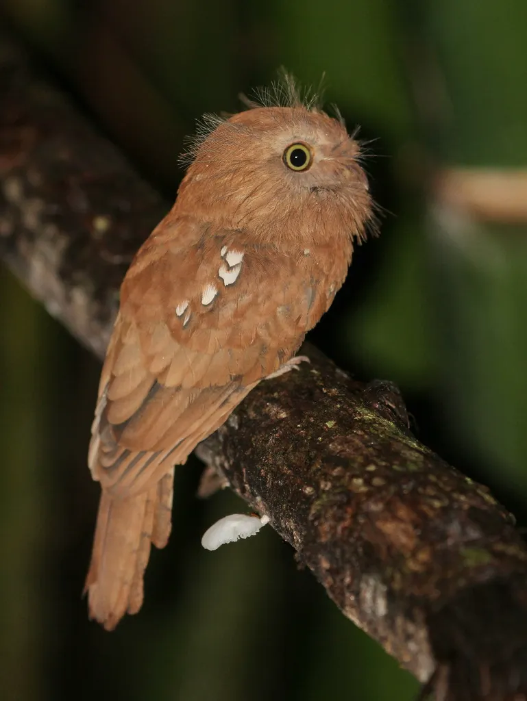 星喉蟆口鸱(Batrachostomus affinis)