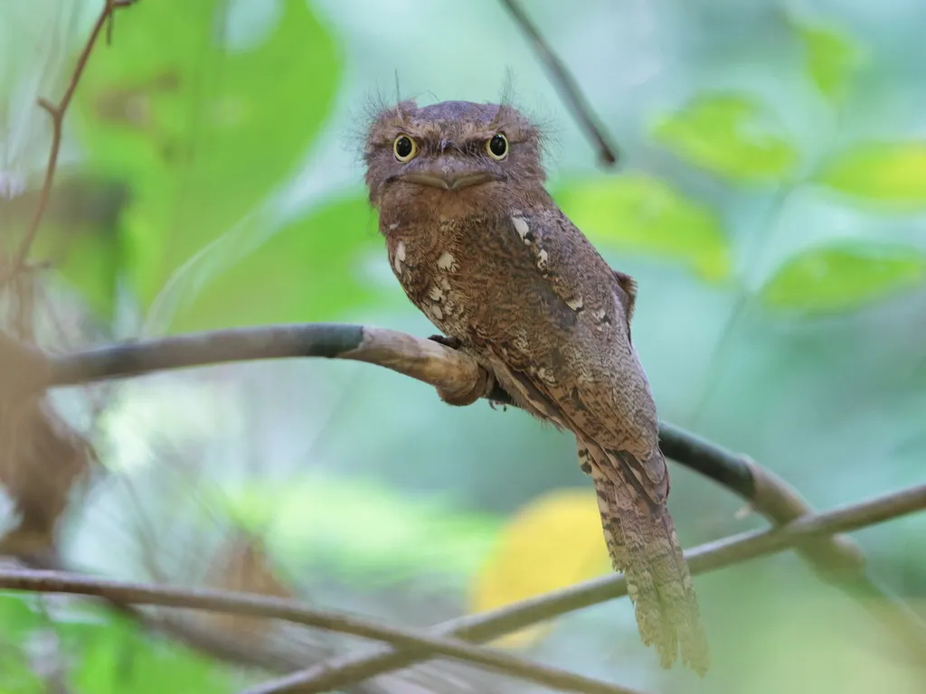星喉蟆口鸱(Batrachostomus affinis)