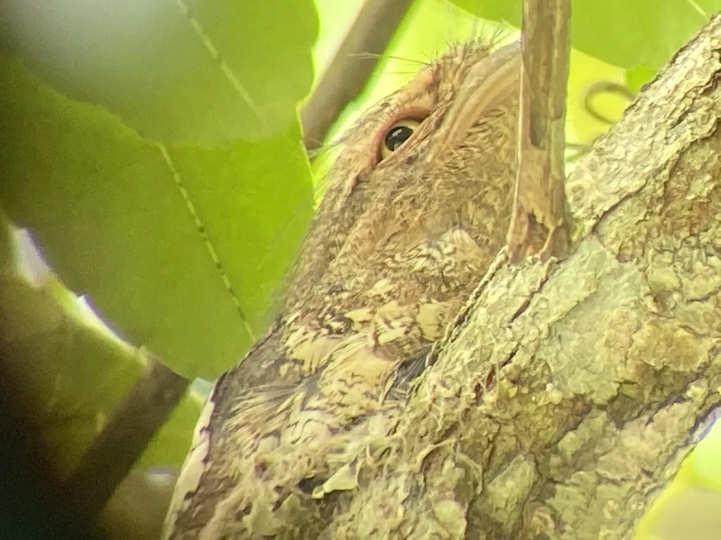 星喉蟆口鸱(Batrachostomus affinis)