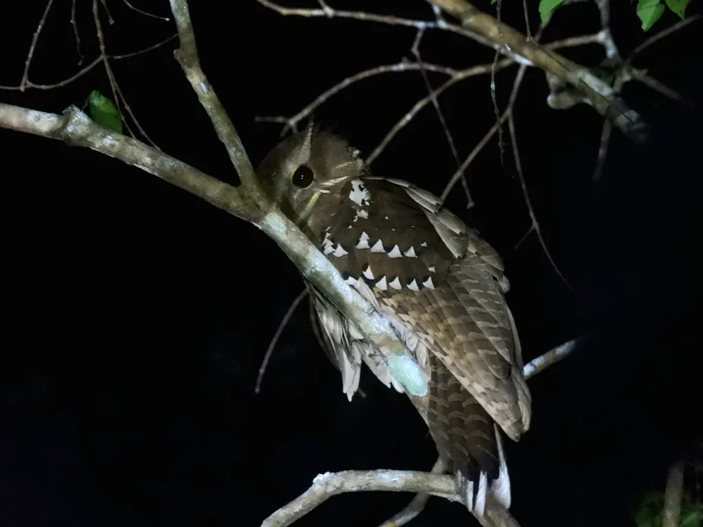 大蛙口夜鹰（Batrachostomus auritus）
