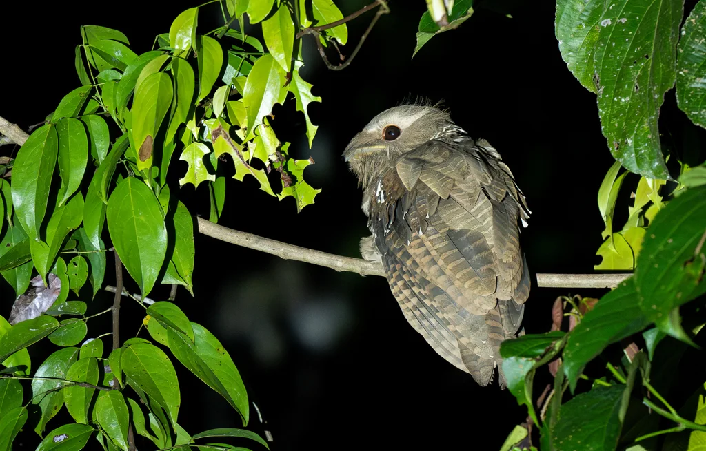 大蛙口夜鹰（Batrachostomus auritus）