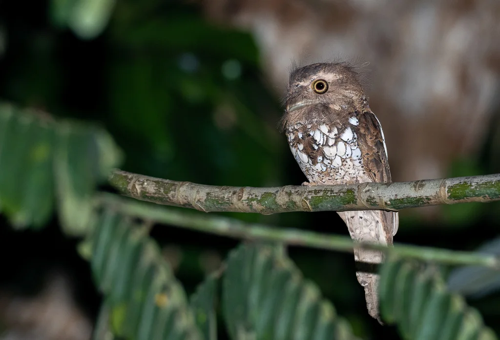 巴拉望蟆口鸱（Batrachostomus chaseni）