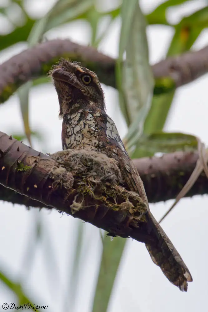 巽他蛙口夜鹰(Batrachostomus cornutus)
