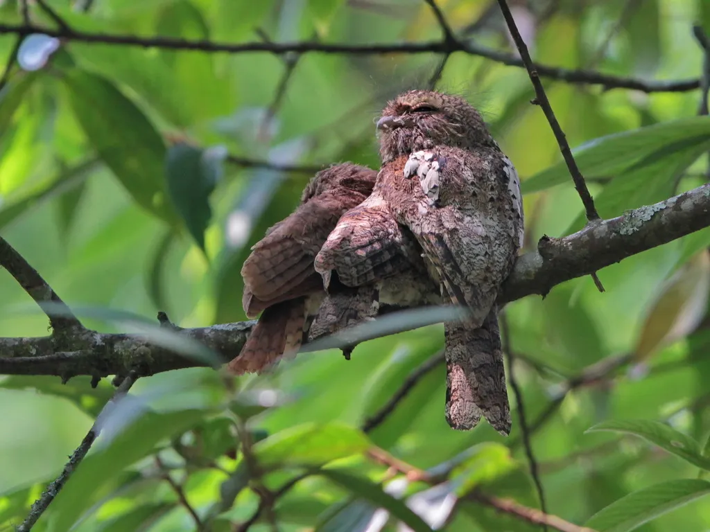 黑顶蟆口鸱(Batrachostomus hodgsoni)