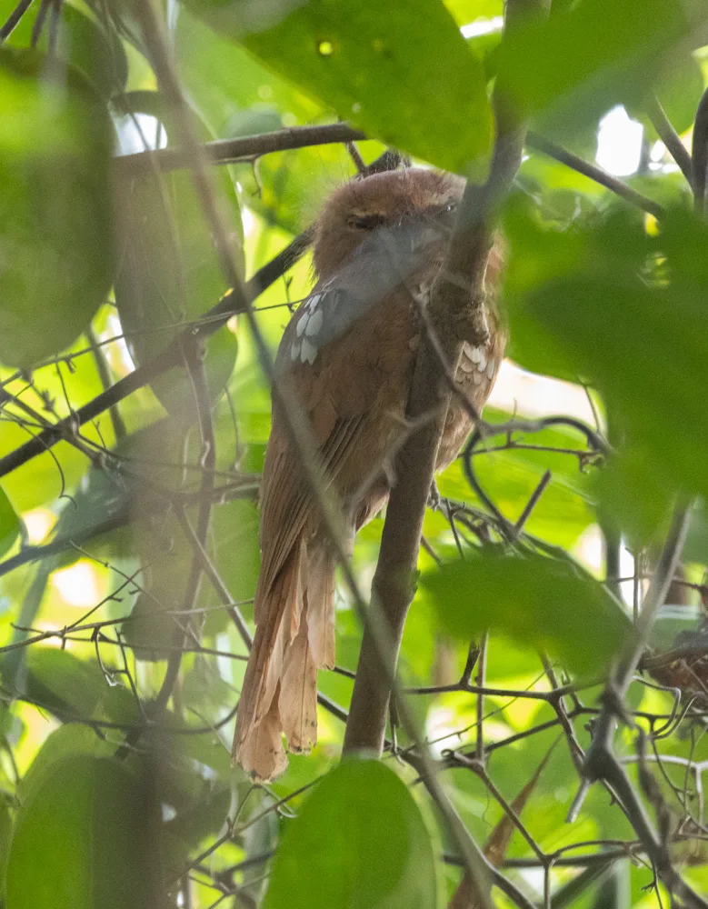 黑顶蟆口鸱(Batrachostomus hodgsoni)
