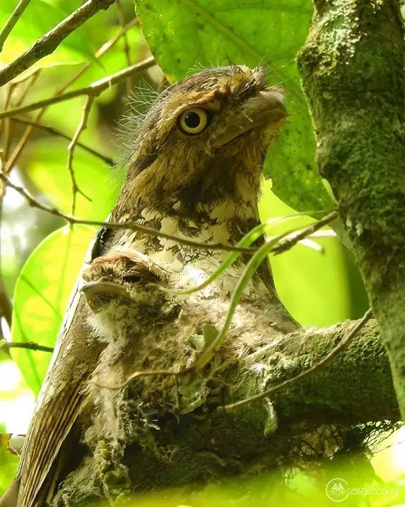 爪哇蛙口夜鹰(Batrachostomus javensis)