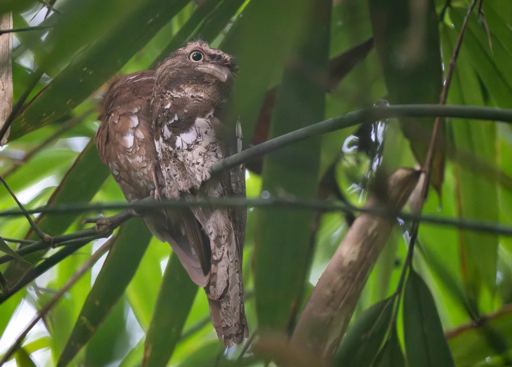 爪哇蛙口夜鹰(Batrachostomus javensis)